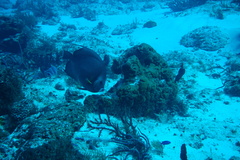 Pomacanthus arcuatus