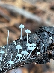 Mycena tenerrima