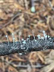 Mycena tenerrima