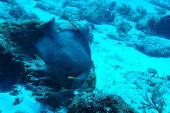 Pomacanthus arcuatus