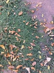Thymus pseudolanuginosus