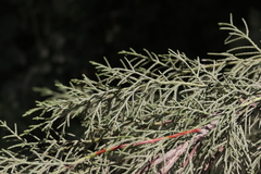 Cupressus stephensonii