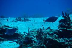 Xanthichthys ringens