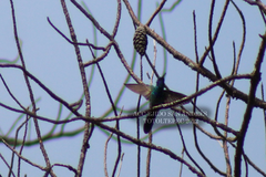 Colibri thalassinus