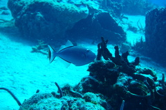 Xanthichthys ringens