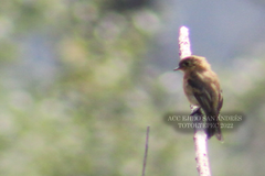 Empidonax fulvifrons