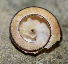 Helminthoglypta exarata