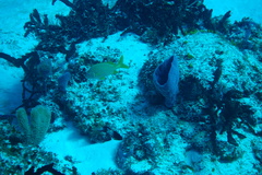 Haemulon flavolineatum