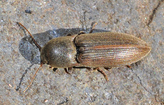 Agriotes lineatus