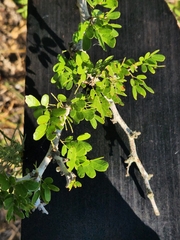 Vachellia rigidula