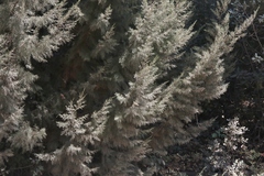 Cupressus stephensonii