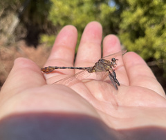 Dromogomphus spoliatus