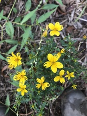 Bidens aristosa