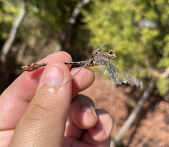 Dromogomphus spoliatus