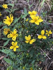Bidens aristosa