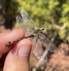 Dromogomphus spoliatus