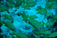 Haemulon flavolineatum