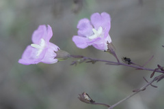 Agalinis strictifolia