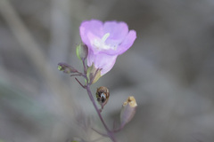 Agalinis strictifolia