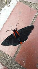 Mysoria affinis
