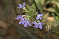 Palmerella debilis serrata