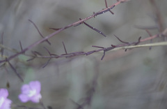 Agalinis strictifolia
