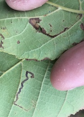 Stigmella betulicola