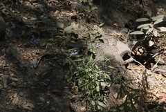 Palmerella debilis serrata