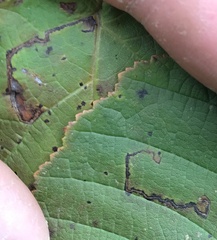 Stigmella betulicola