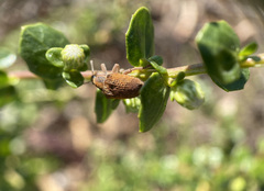 Gonipterus platensis
