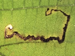 Stigmella betulicola