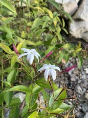 Jasminum