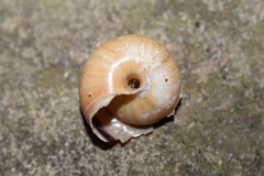 Helminthoglypta exarata