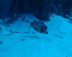 Lactophrys triqueter