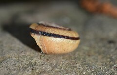 Helminthoglypta exarata