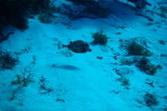 Lactophrys triqueter