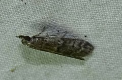 Euzophera semifuneralis