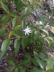 Jasminum multipartitum