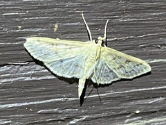 Herpetogramma aquilonalis