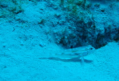 Coryphopterus