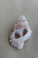 Ranella australasia