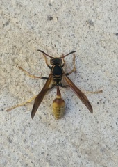 Mischocyttarus flavitarsis