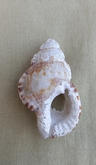 Ranella australasia