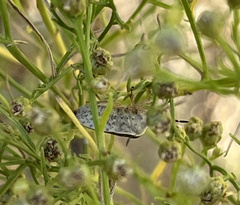 Holcostethus limbolarius