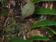 Pyrrosia confluens