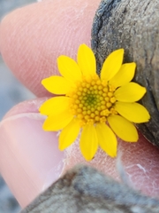 Thymophylla pentachaeta