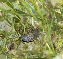 Holcostethus limbolarius