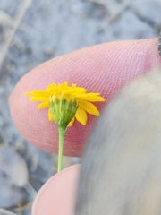 Thymophylla pentachaeta