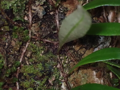 Pyrrosia confluens