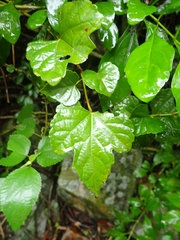 Ampelopsis glandulosa hancei
